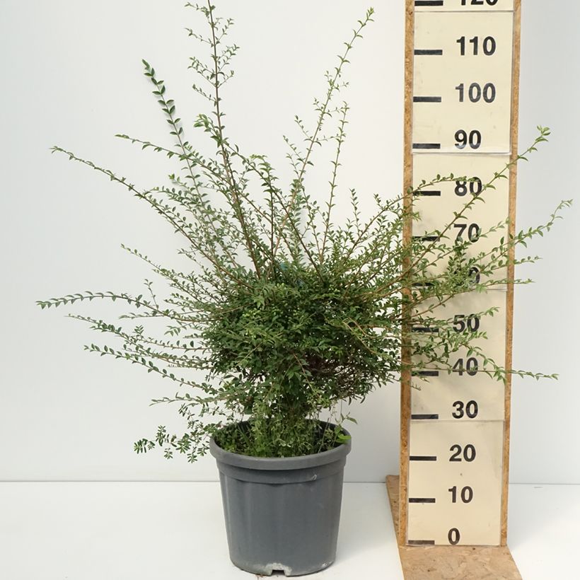 Esimerkki kesällä toimitetusta Likusteri - Ligustrum jonandrum Ruukku 12L / 15L, 1/4 de tige-taimesta