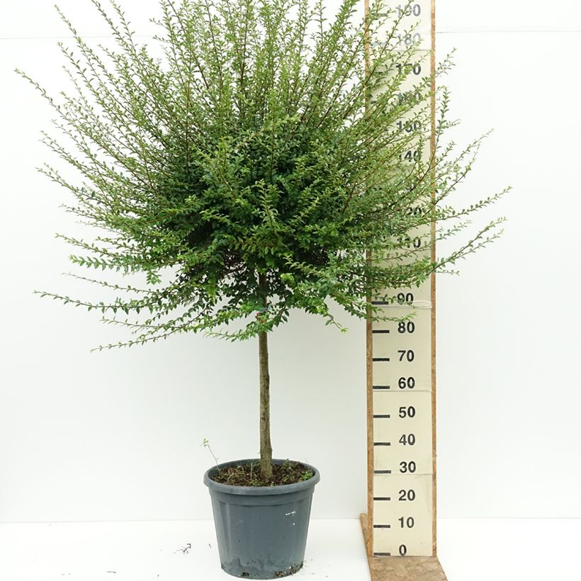 Esimerkki kesällä toimitetusta Likusteri - Ligustrum jonandrum 20 litran/25 litran ruukku, Puolikorkea runko-taimesta
