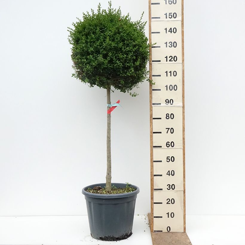 Esimerkki keväällä toimitetusta Likusteri - Ligustrum jonandrum Ruukku 20L / 25L, Demi-Tige-taimesta