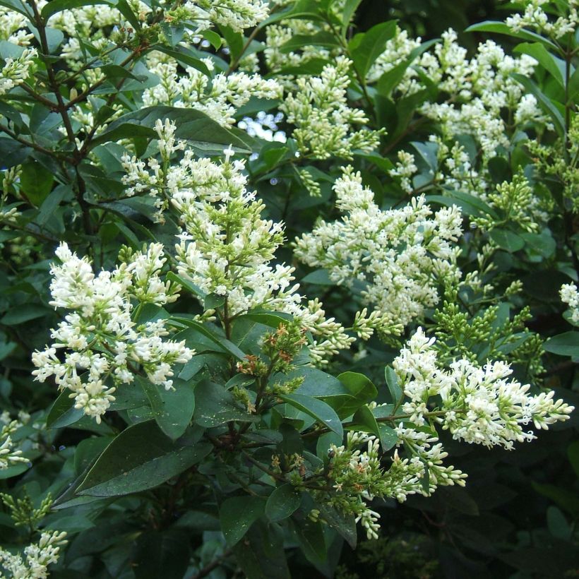 Soikkolikusteri - Ligustrum ovalifolium (Kukinta)