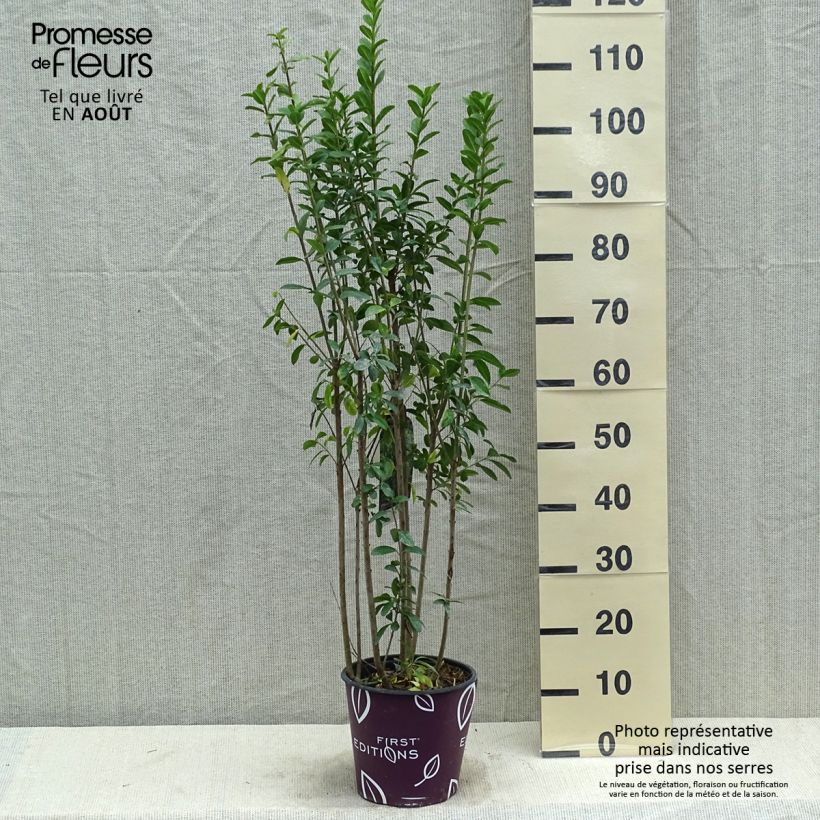 Esimerkki kesällä toimitetusta Aitalikusteri Straight Talk Pot de 3L/4L-taimesta