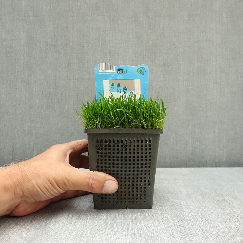Esimerkki kesällä toimitetusta Lilaeopsis brasiliensis 1 litran / 1,5 litran ruukku-taimesta