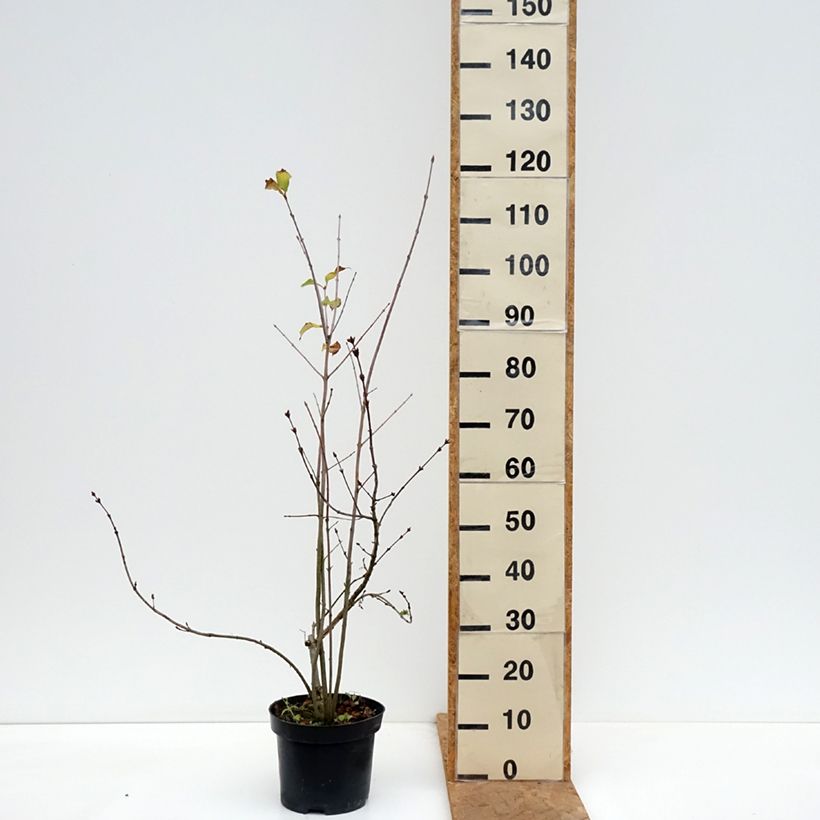 Esimerkki syksyllä toimitetusta Sulkasyreeni - Syringa pinnatifolia 4 litran/5 litran ruukku-taimesta