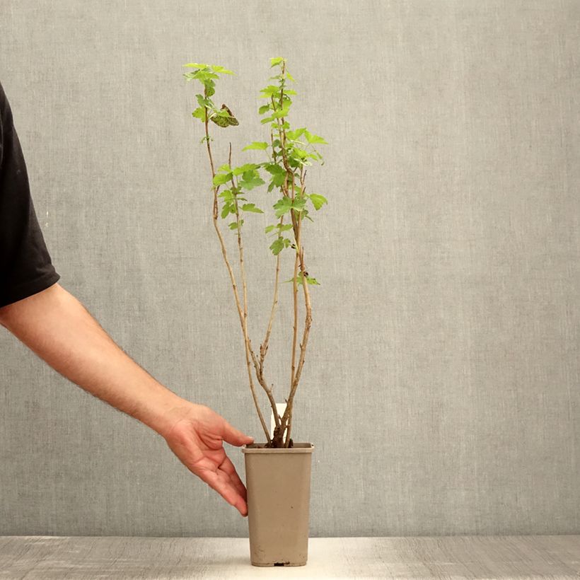 Esimerkki kesällä toimitetusta Sulkasyreeni - Syringa pinnatifolia Pot de 4L/5L-taimesta