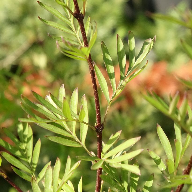 Pihasyreeni - Syringa afghanica (Lehvistö)