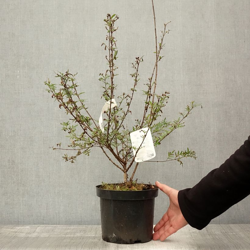 Esimerkki syksyllä toimitetusta Pihasyreeni - Syringa afghanica 4 litran/5 litran ruukku-taimesta