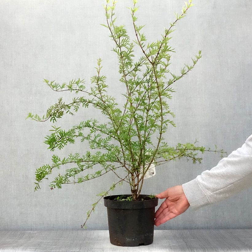 Esimerkki kesällä toimitetusta Lilas afghan - Syringa afghanica Pot de 4L/5L-taimesta