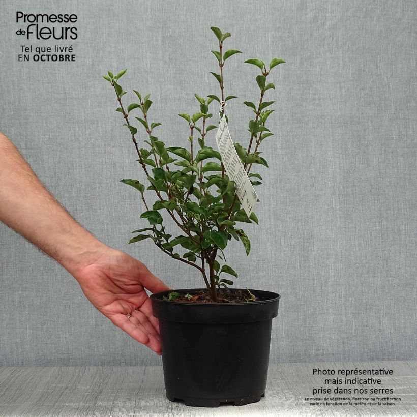 Esimerkki syksyllä toimitetusta Pikkulehtisyreeni Bloomerang Dark Purple 3 litran/4 litran ruukku-taimesta