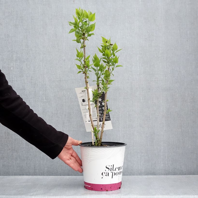Esimerkki keväällä toimitetusta Pihasyreeni Comtesse D'harcourt Ruukku 4L / 5L-taimesta