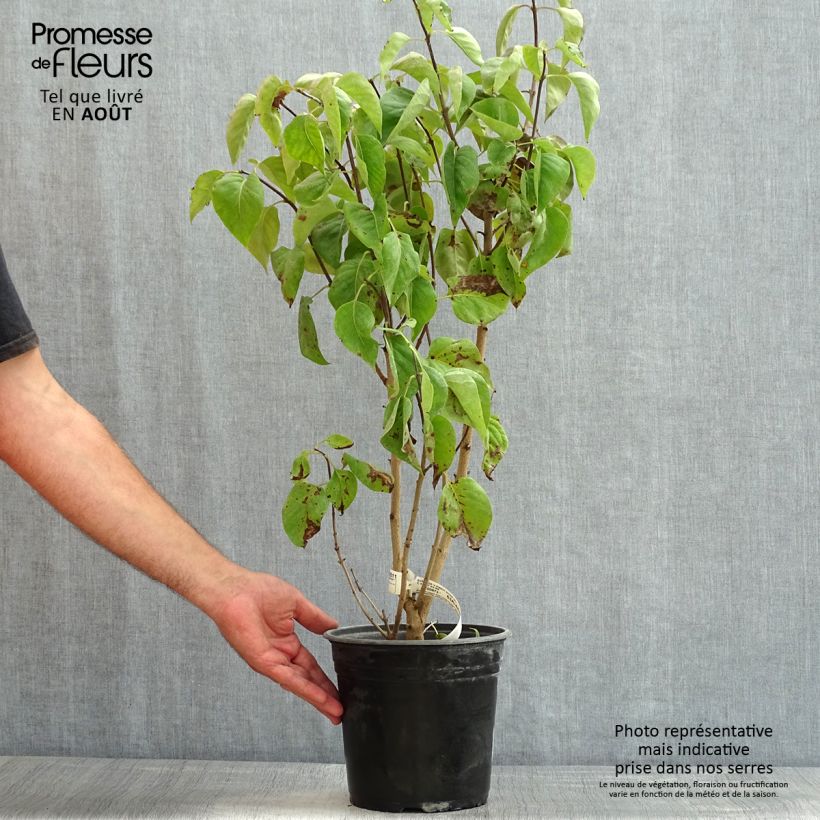 Esimerkki kesällä toimitetusta Pihasyreeni Kindy Rose Pot de 4L/5L-taimesta