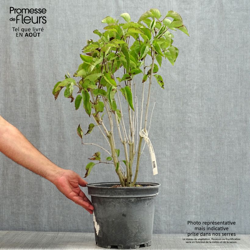 Esimerkki kesällä toimitetusta Pihasyreeni Kindy Rose Pot de 7,5L/10L-taimesta