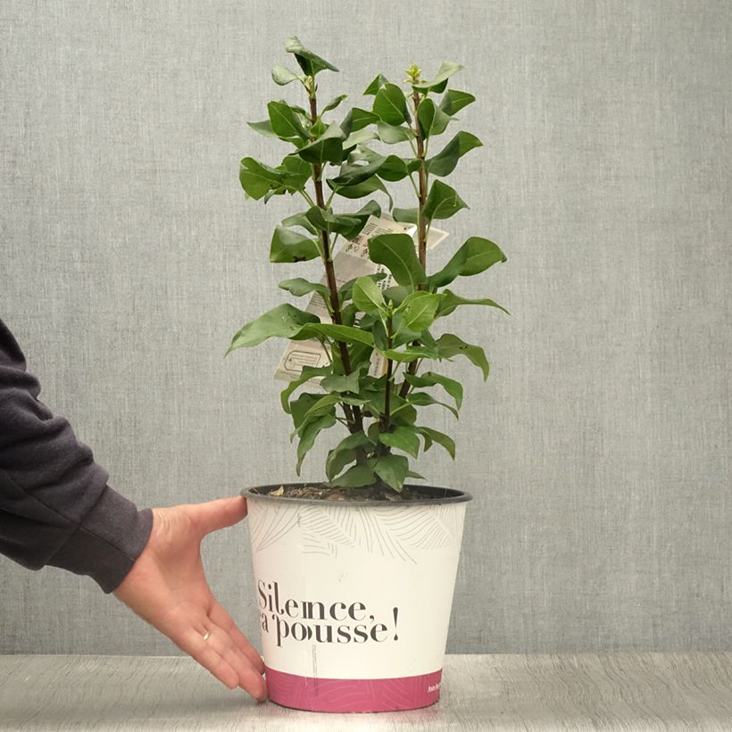 Esimerkki kesällä toimitetusta Pihasyreeni Konchalovskii Pot de 4L/5L-taimesta