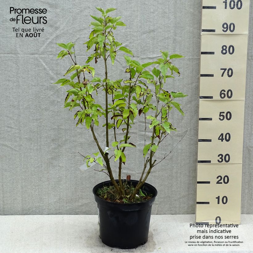 Esimerkki kesällä toimitetusta Pihasyreeni Konchalovskii Pot de 7,5L/10L-taimesta