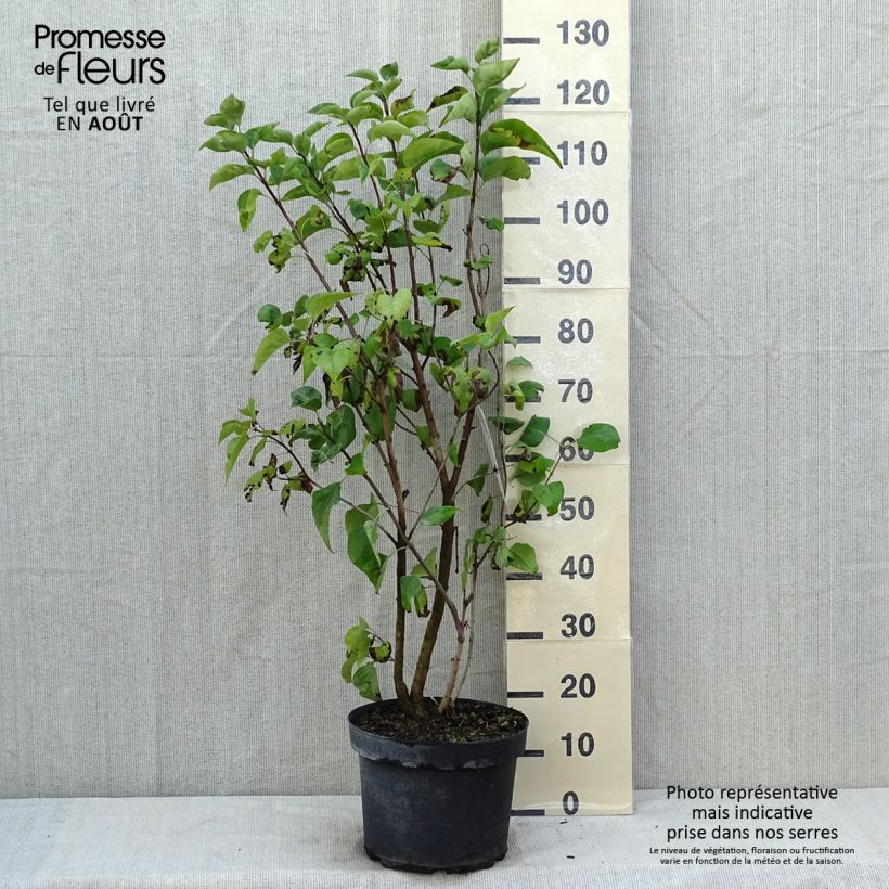 Esimerkki kesällä toimitetusta Pihasyreeni Paul Thirion Pot de 7,5L/10L-taimesta
