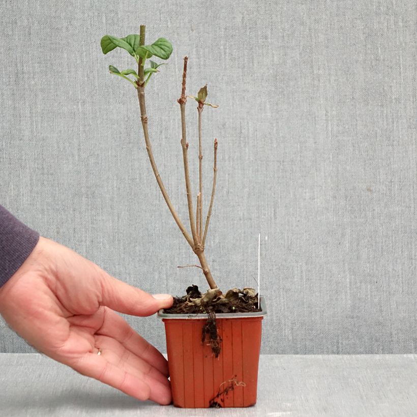Esimerkki syksyllä toimitetusta Unkarinsyreeni - Syringa josikae 8/9 cm taimiruukku-taimesta