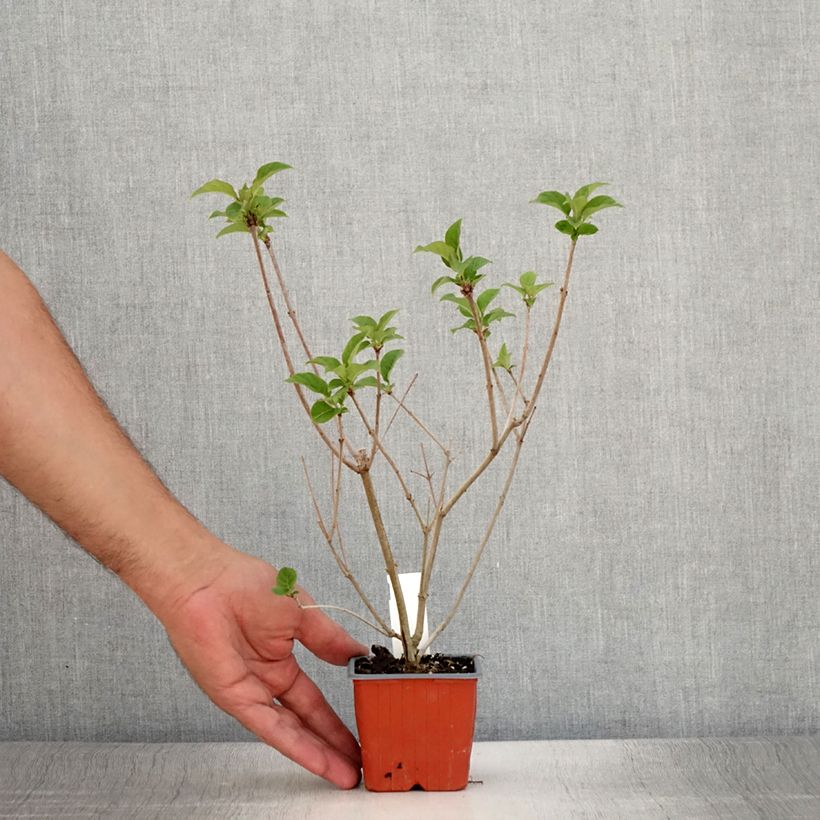 Esimerkki kesällä toimitetusta Unkarinsyreeni - Syringa josikae 8/9 cm taimiruukku-taimesta