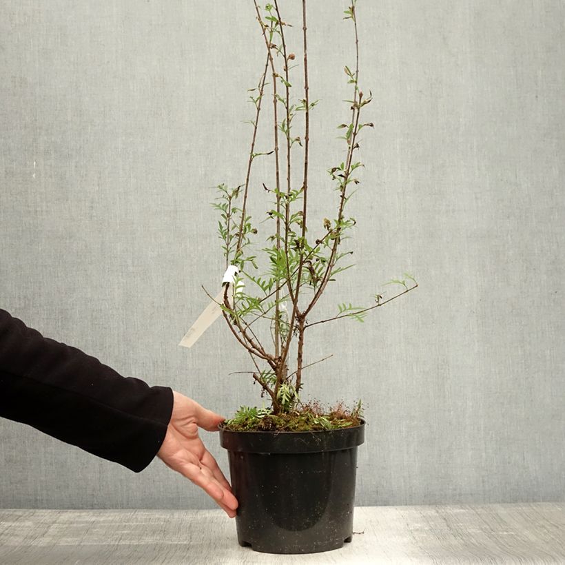 Esimerkki syksyllä toimitetusta Persiansyreeni - Syringa x persica var. laciniata 3 litran/4 litran ruukku-taimesta