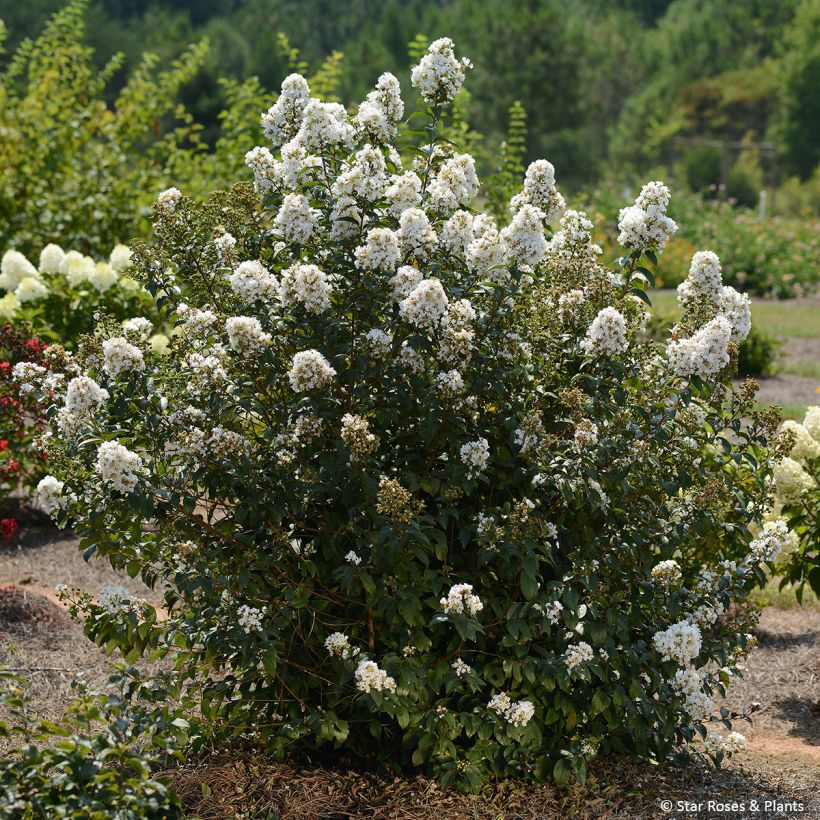 Kiinankutrio Enduring White (Kasvutapa)