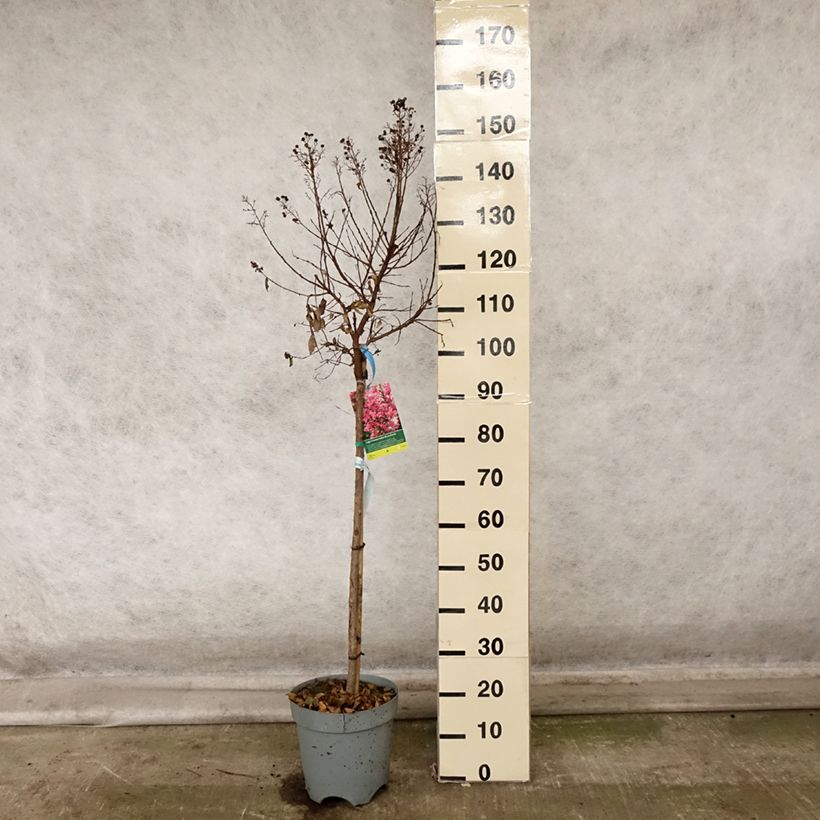 Esimerkki syksyllä toimitetusta Kiinankutrio Berry Dazzle 7,5 litran / 10 litran ruukku-taimesta