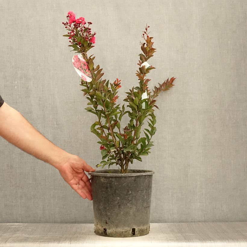 Esimerkki kesällä toimitetusta Kiinankutrio Berry Dazzle Pot de 7,5L/10L-taimesta