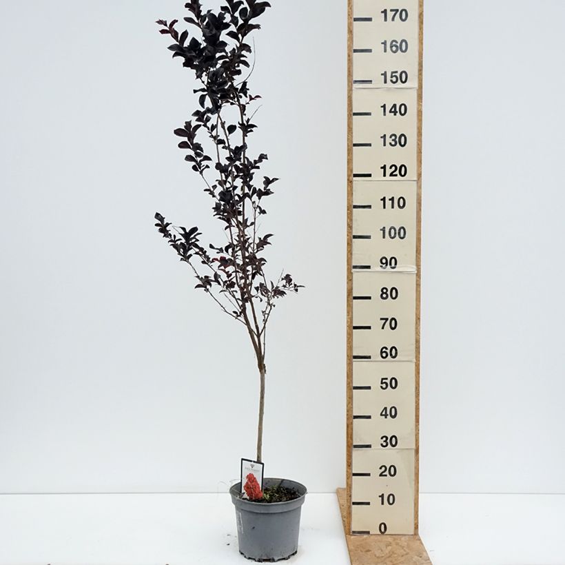 Esimerkki kesällä toimitetusta Kiinankutrio Black Solitaire Best Red Pot de 7,5L/10L-taimesta