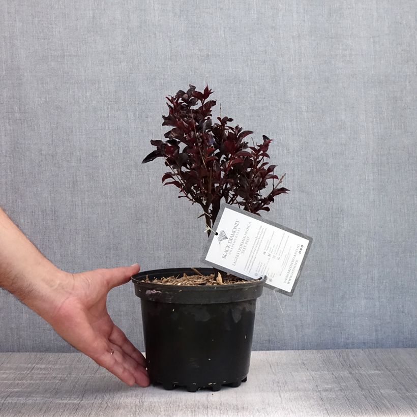 Esimerkki kesällä toimitetusta Kiinankutrio Black Solitaire Best Red Pot de 3L/4L, Buisson-taimesta
