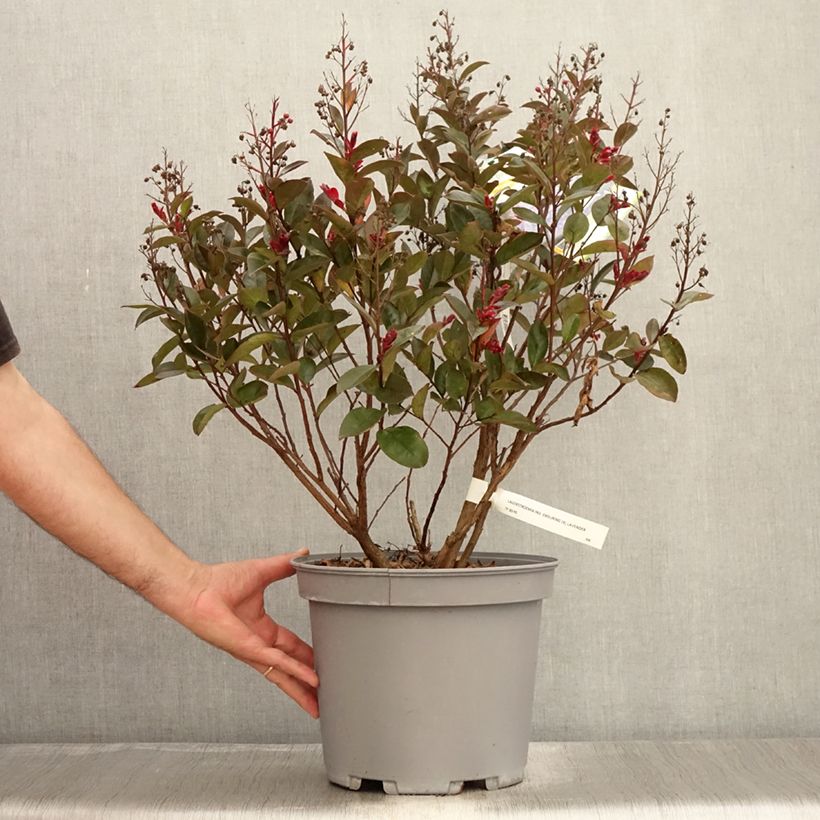 Esimerkki kesällä toimitetusta Kiinankutrio Enduring Lavender Pot de 7,5L/10L-taimesta