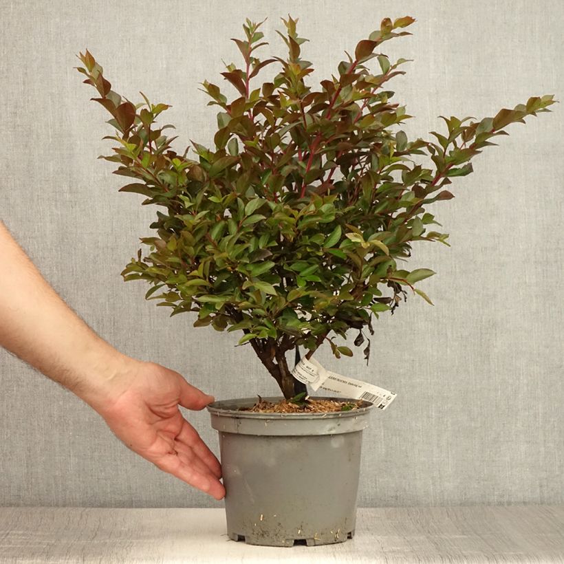 Esimerkki kesällä toimitetusta Kiinankutrio Enduring Red Pot de 3L/4L-taimesta
