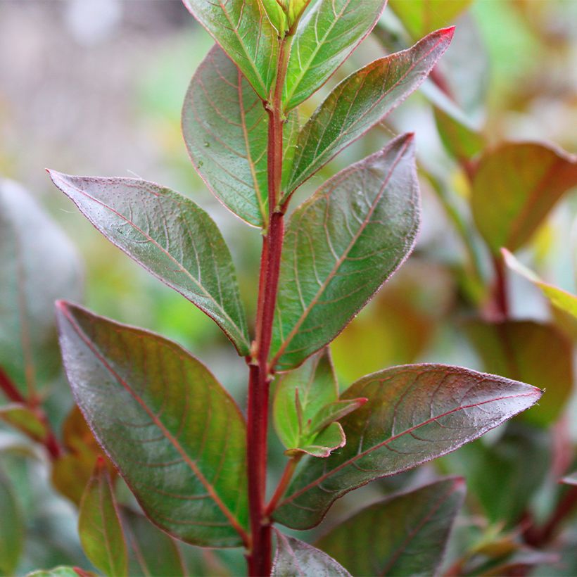 Kiinankutrio Enduring Red (Lehvistö)