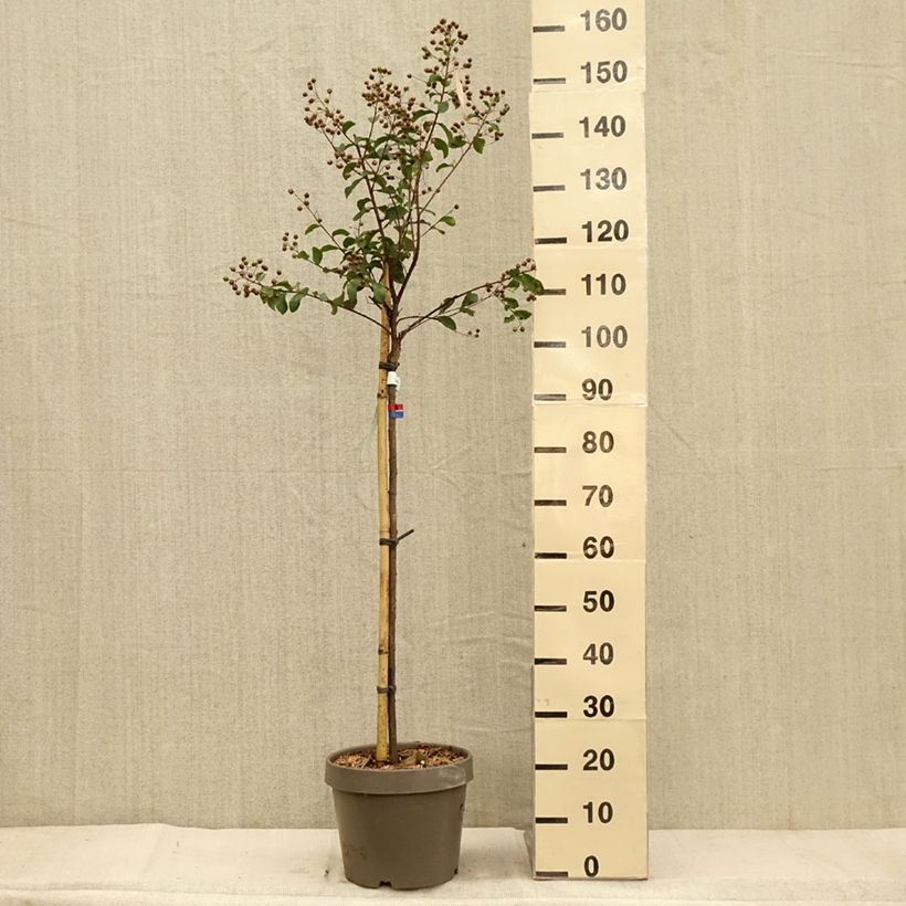 Esimerkki syksyllä toimitetusta Lilas des Indes - Lagerstroemia indica Eveline Pot de 7,5L/10L, Demi-Tige-taimesta