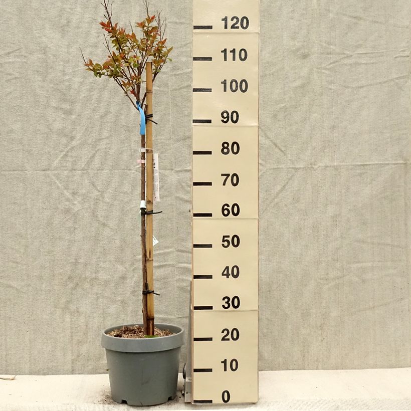 Esimerkki keväällä toimitetusta Kiinankutrio Eveline Pot de 7,5L/10L-taimesta