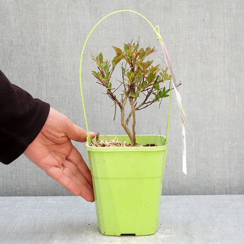 Esimerkki keväällä toimitetusta Kiinankutrio Girl With Love Pot de 2L/3L-taimesta