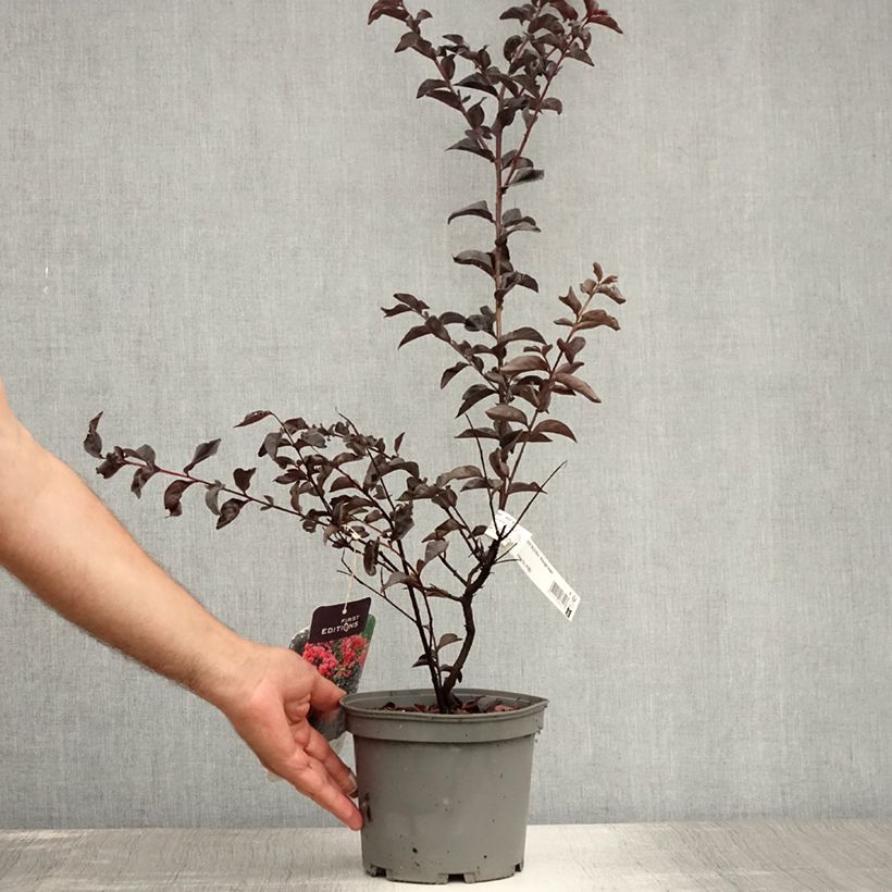 Esimerkki kesällä toimitetusta Kiinankutrio Midnight Magic Pot de 3L/4L-taimesta