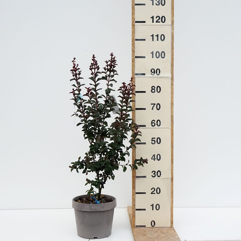 Esimerkki kesällä toimitetusta Kiinankutrio Rhapsody In Blue Pot de 7,5L/10L, Buisson-taimesta