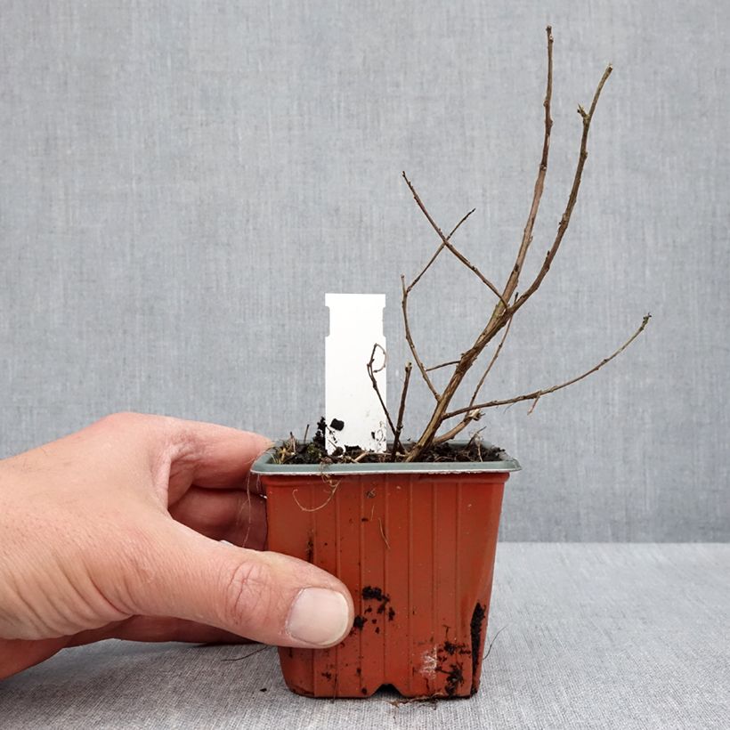 Esimerkki keväällä toimitetusta Kiinankutrio With Love Babe Godet de 8/9 cm-taimesta