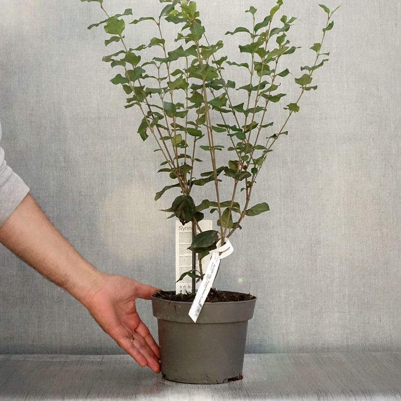 Esimerkki syksyllä toimitetusta Lilas nain - Syringa meyeri Flowerfesta Purple Pot de 3L/4L-taimesta