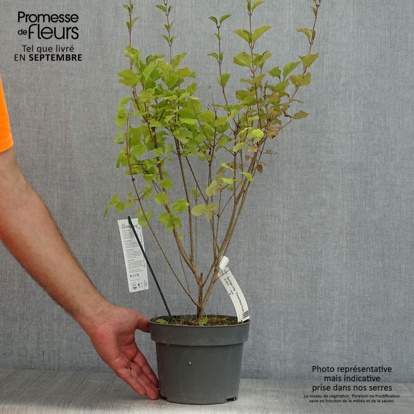 Esimerkki kesällä toimitetusta Pikkusyreeni Flowerfesta Purple Ruukku 3L / 4L-taimesta