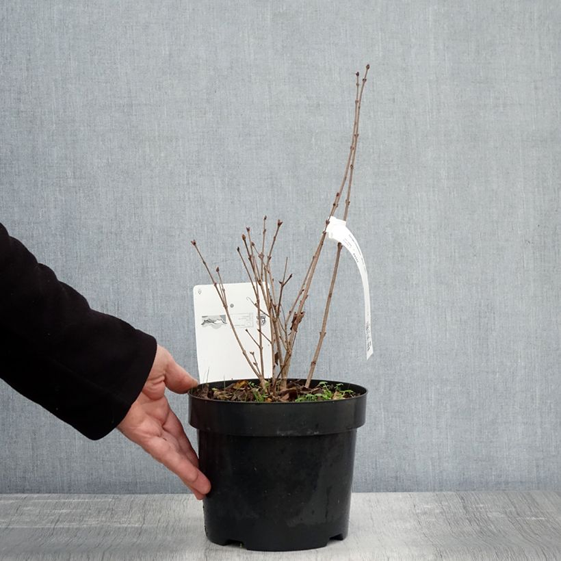 Esimerkki syksyllä toimitetusta Lilas nain - Syringa meyeri Flowerfesta White Pot de 3L/4L-taimesta