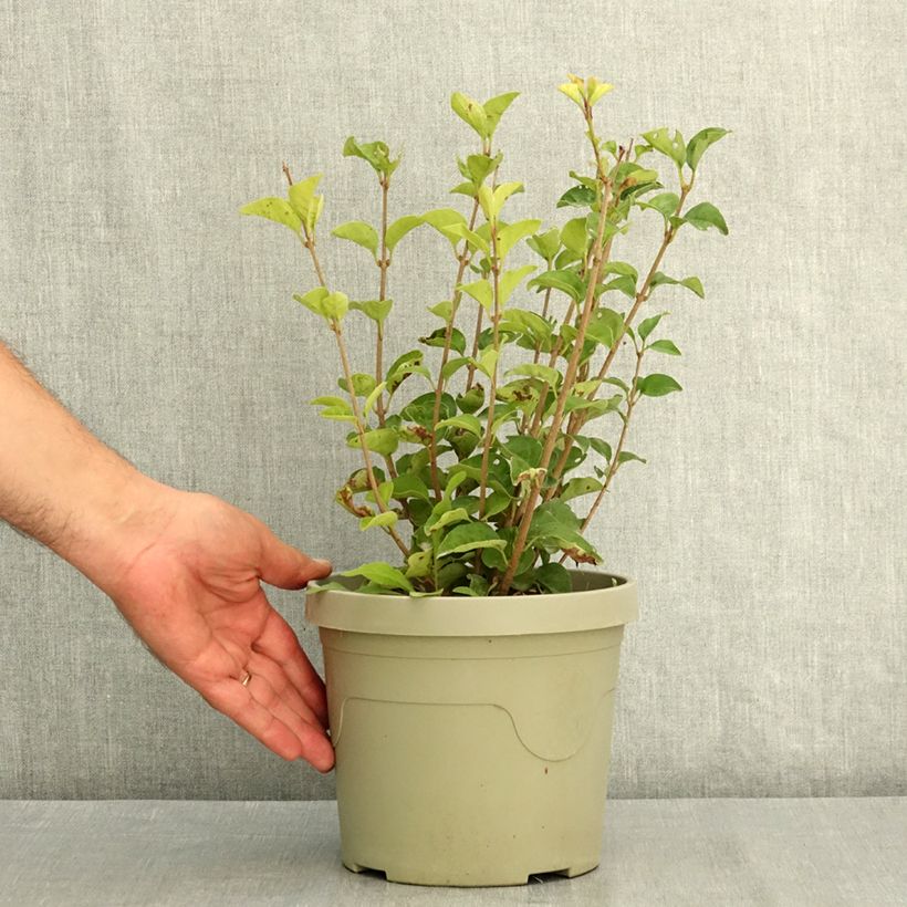 Esimerkki kesällä toimitetusta Pikkusyreeni Little Rosie 3 litran/4 litran ruukku-taimesta