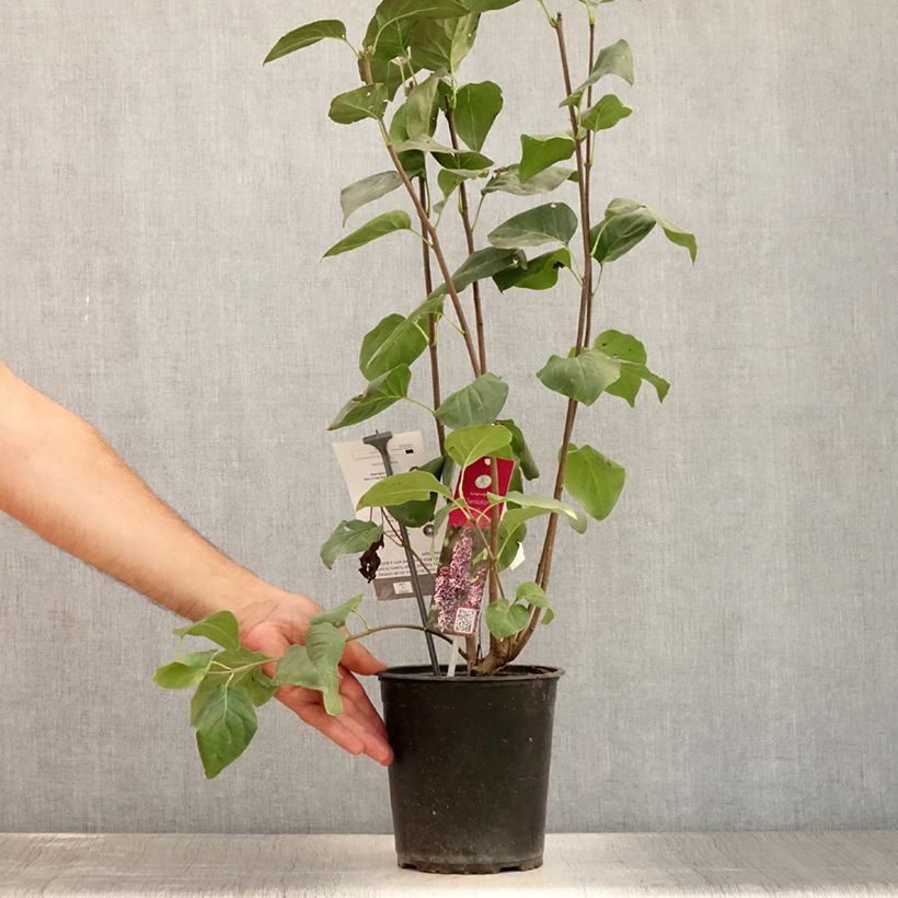 Esimerkki kesällä toimitetusta Pihasyreeni Sensation Ruukku 3L / 4L, Buisson-taimesta