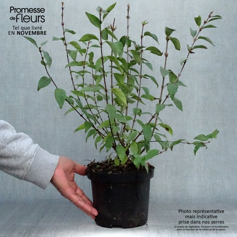 Esimerkki syksyllä toimitetusta Lilas - Syringa chinensis Saugeana Pot de 2L/3L-taimesta