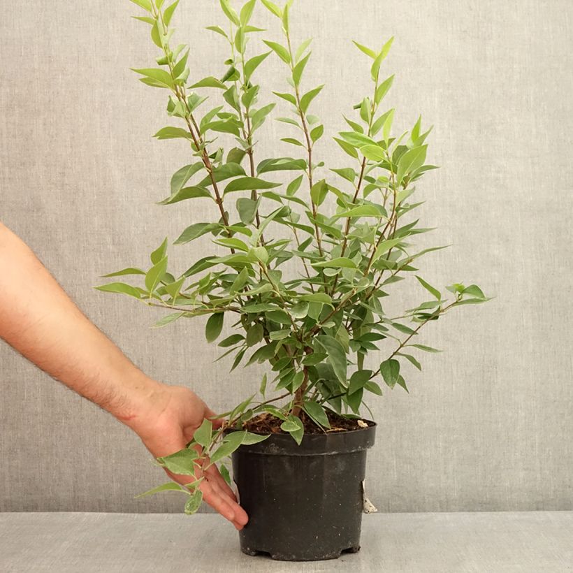 Esimerkki kesällä toimitetusta Risteymäsyreeni Saugeana Pot de 2L/3L-taimesta