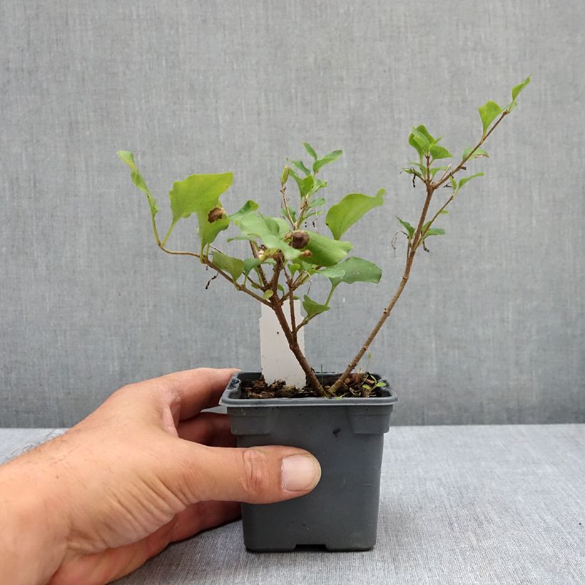Esimerkki kesällä toimitetusta Pikkusyreeni Palibin 8/9 cm taimiruukku-taimesta