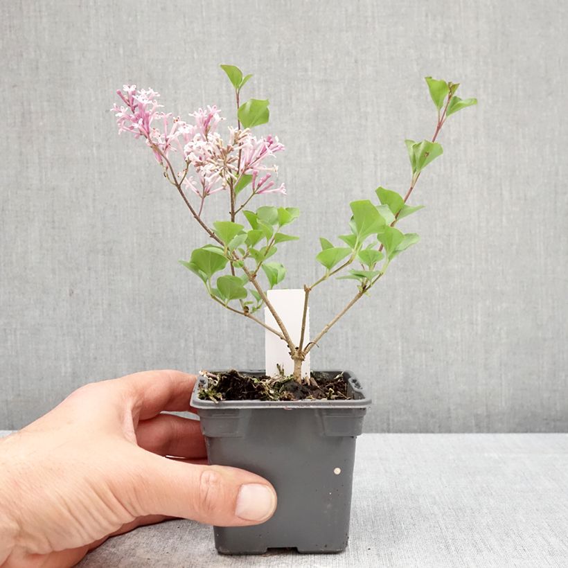 Esimerkki keväällä toimitetusta Pikkusyreeni Palibin Taimiruukku 8/9 cm-taimesta