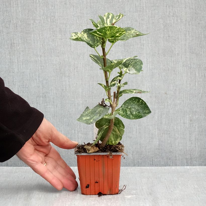 Esimerkki syksyllä toimitetusta Pihasyreeni Aucubaefolia 8/9 cm taimiruukku-taimesta
