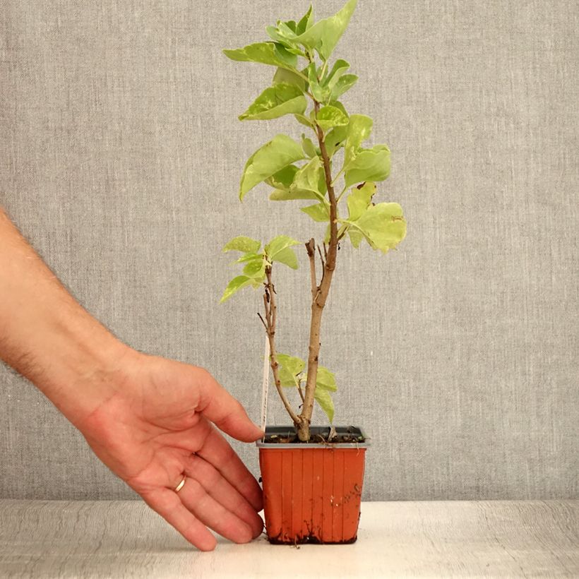 Esimerkki kesällä toimitetusta Pihasyreeni Aucubaefolia 8/9 cm taimiruukku-taimesta