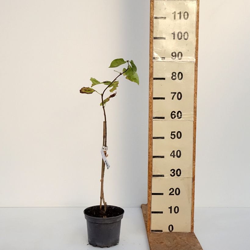 Esimerkki syksyllä toimitetusta Pihasyreeni Aucubaefolia 4 litran/5 litran ruukku-taimesta