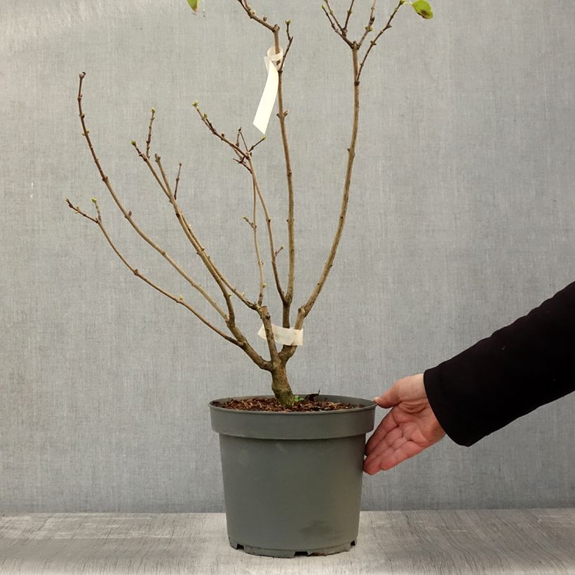 Esimerkki syksyllä toimitetusta Lilas - Syringa vulgaris Madame Lemoine Pot de 7,5L/10L-taimesta