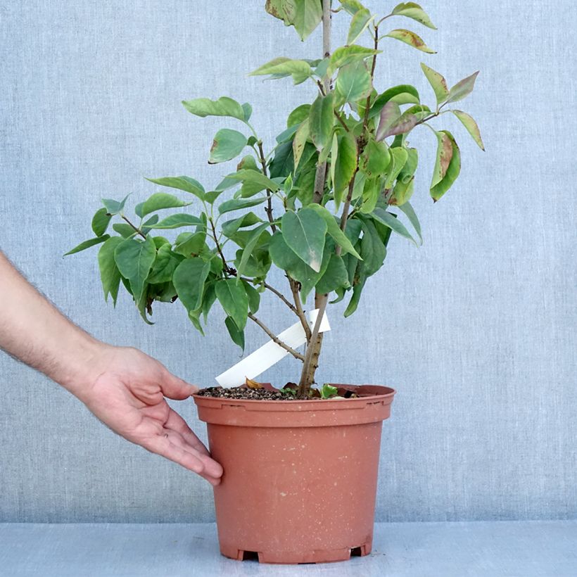 Esimerkki kesällä toimitetusta Pihasyreeni Président Grevy Pot de 4L/5L, Buisson-taimesta