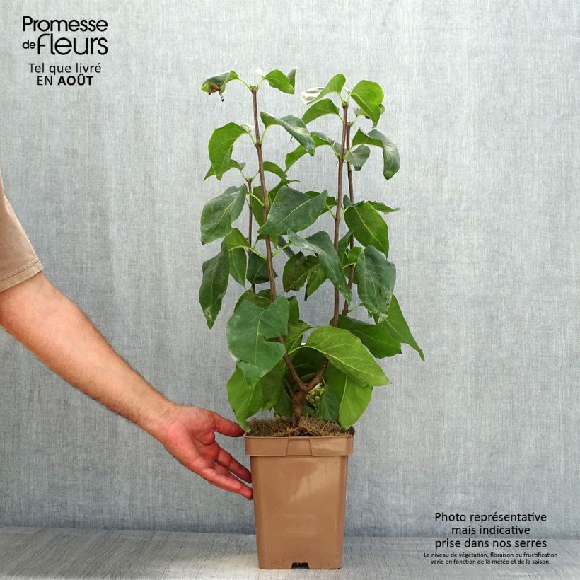 Esimerkki kesällä toimitetusta Pihasyreeni Primrose Ruukku 4L / 5L-taimesta